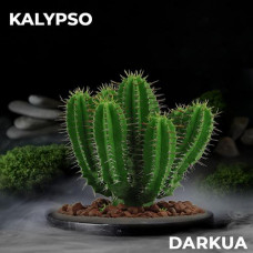 DARKUA Kalypso (Кактус), 100 гр
